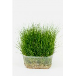 Eleocharis acicularis - kobereček