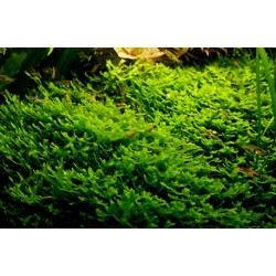 Pelia moss - monoselenium tennerum