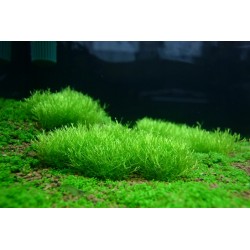 Riccia fluitans
