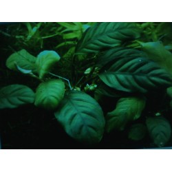 Anubias barteri Coffeefolia