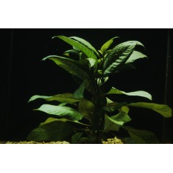 Hygrophila corymbosa