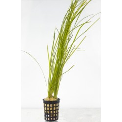 Vallisneria nana