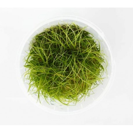 Eleocharis parvula in vitro