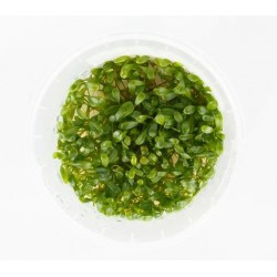 Glossostigma elatinoides in vitro