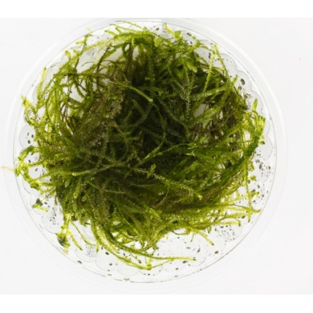 Taiwan moss