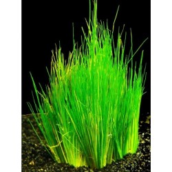 Eleocharis parvula