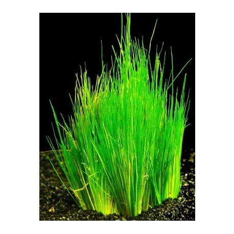 Eleocharis parvula