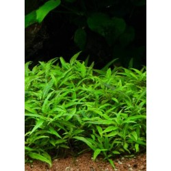 Staurogyne sp. 'Porto velho'