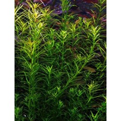 Rotala Nanjenshan
