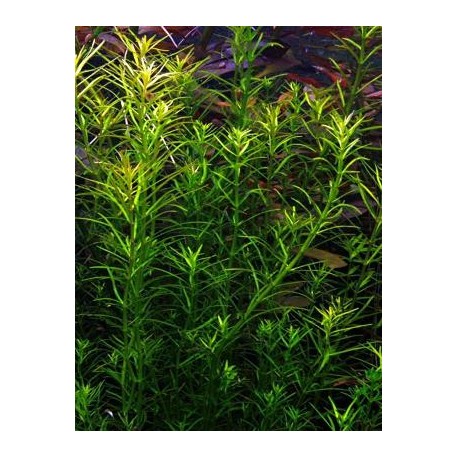 Rotala Nanjenshan