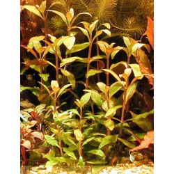 Alternanthera reineckii