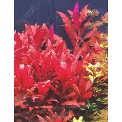 Alternanthera Splendida