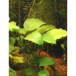 Anubias barteri