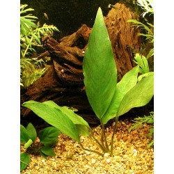 Anubias heterophylla