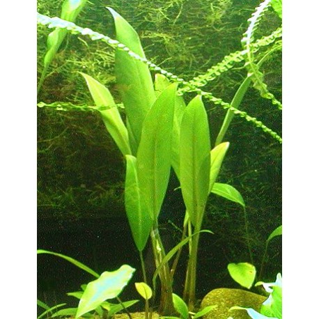 Anubias lanceolata