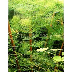 Ceratophyllum demersum