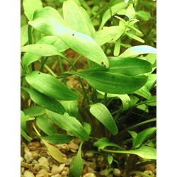 Cryptocoryne nevillii
