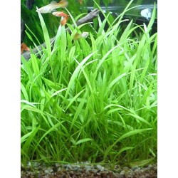 Echinodorus latifolius