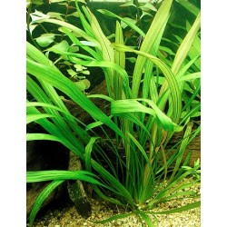 Echinodorus Veronikae