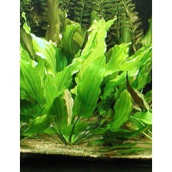 Echinodorus tricolor