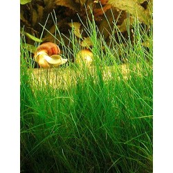 Eleocharis acicularis