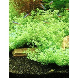 Hemianthus micranthemoides - kobereček