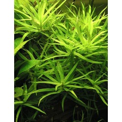 Heteranthera zosterifolia