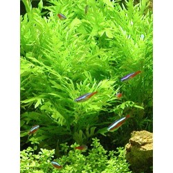 Hygrophila difformis