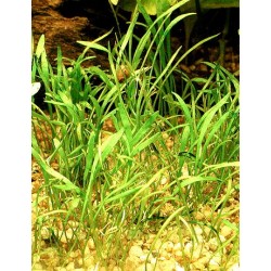 Lilaeopsis novae zelandiae - kobereček