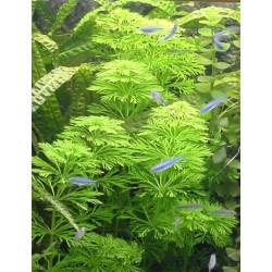 Limnophila sessiliflora