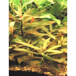 Ludwigia peruensis