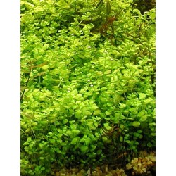 Micranthemum umbrosum - kobereček