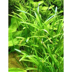 Sagittaria subulata