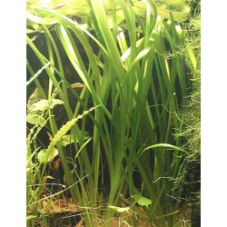 Vallisneria neotropicalis