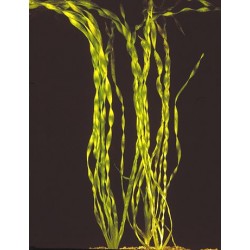 Vallisneria Portugalensis