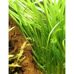 Vallisneria spiralis