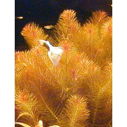 Rotala walichii