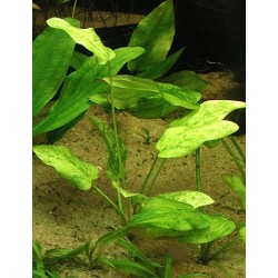 Echinodorus Marble Queen