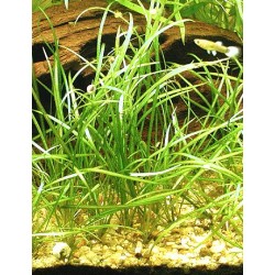 Echinodorus tenellus