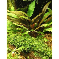 Cryptocoryne axelrodii