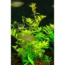 Rotala Ceylon