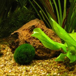 Cladophora aegagrophila