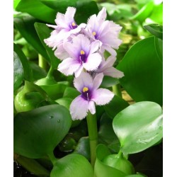 Eichhornia crassipes