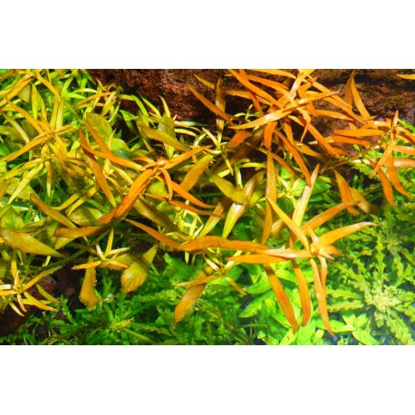 Ludwigia brevipes Broad Leaf