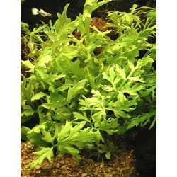 Ceratopteris thalicroides