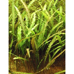 Cryptocoryne mix