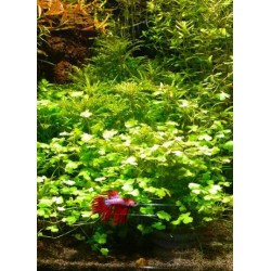 Hydrocotyle japan - kobereček