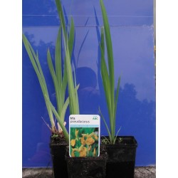 Iris pseudacorus