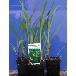 Ranunculus Grandiflora