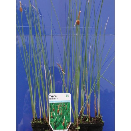 Typha minima